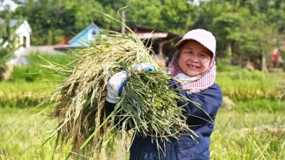mo-hinh-‘trong-lua-xanh’-o-yen-bai:-giam-phat-thai,-tang-nang-suat