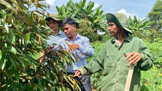 kon-tum-chuyen-doi-hon-3.500-ha-cay-trong-cho-gia-tri-kinh-te-cao