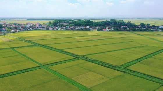 thue-dat-nong-nghiep-duoc-mien-them-5-nam,-keo-dai-toi-het-2030