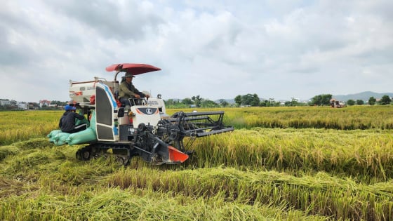quang-ninh-trong-14500ha-lua-xuan,-san-luong-80.000-tan