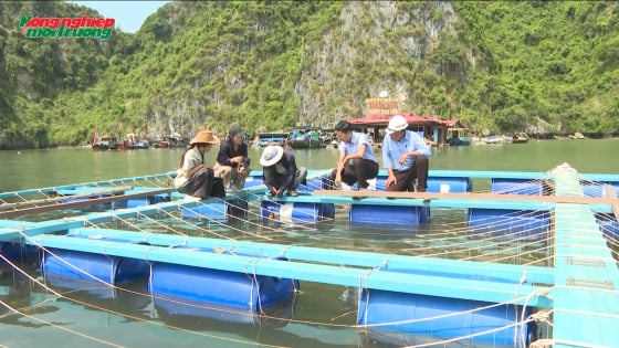 nuoi-hau-tren-gian-composite-o-vinh-cat-ba