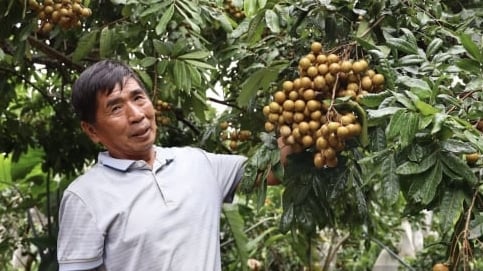 gan-10-nam,-son-la-chuyen-doi-va-trong-moi-gan-62.000-ha-cay-an-qua