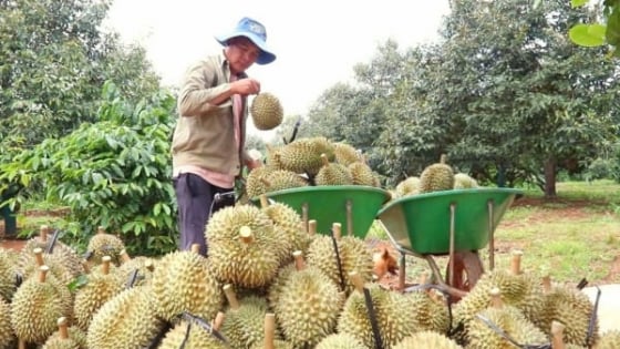 chuyen-doi-huu-co-cho-sau-rieng:-hanh-trinh-khong-don-gian