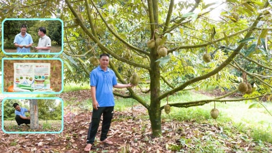 bio-lacto-em-–-giai-phap-sinh-hoc-ngan-xi-mu,-phuc-hoi-cay-sau-rieng