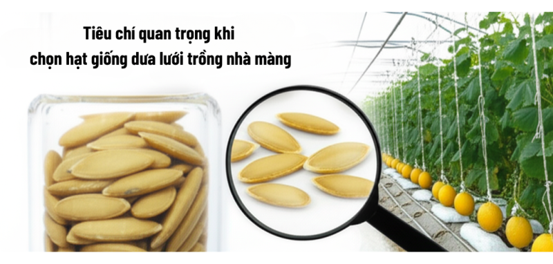 Hạt giống dưa lưới chất lượng cao, yếu tố then chốt cho thành công.