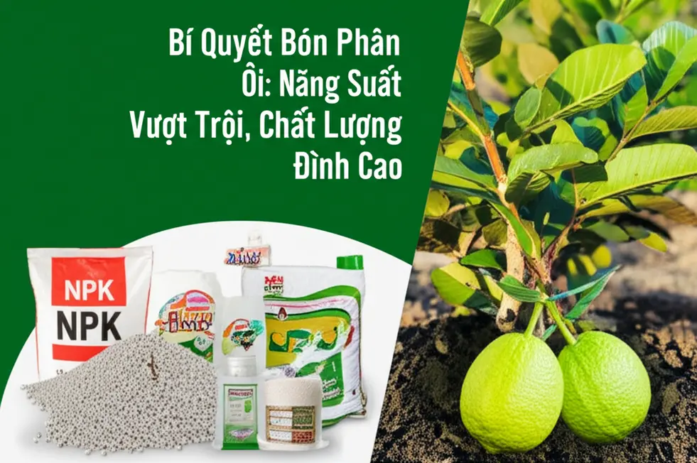 Nhu cầu dinh dưỡng của cây ổi theo từng giai đoạn sinh trưởng.