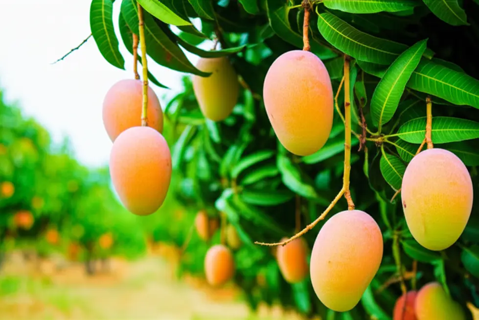 Cây xoài khỏe mạnh với trái chín mọng nhờ dinh dưỡng đầy đủ.