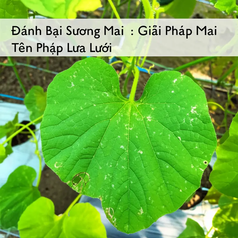 Dấu hiệu ban đầu của bệnh sương mai trên lá dưa lưới.