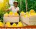 Những trái dưa lưới vàng óng, chất lượng được thu hoạch.