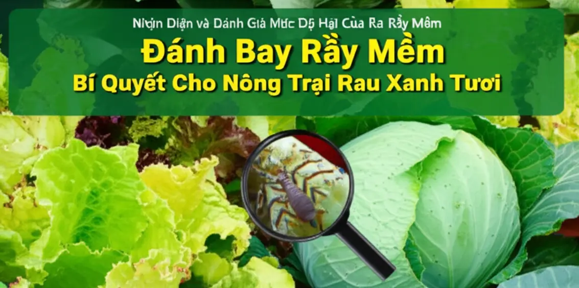Nhận diện rầy mềm và dấu hiệu gây hại trên rau.