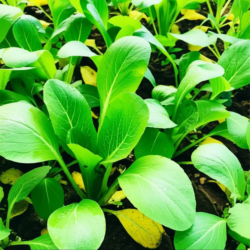 Nhu cầu dinh dưỡng của rau cải thay đổi theo từng giai đoạn.