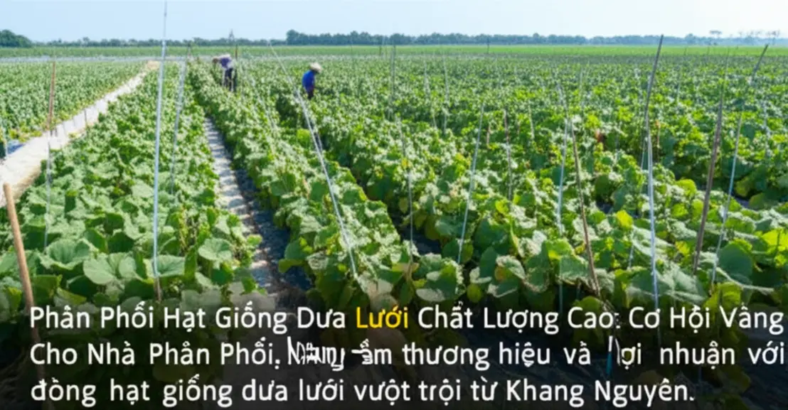 Aerial view of a thriving cantaloupe farm in Vietnam.
