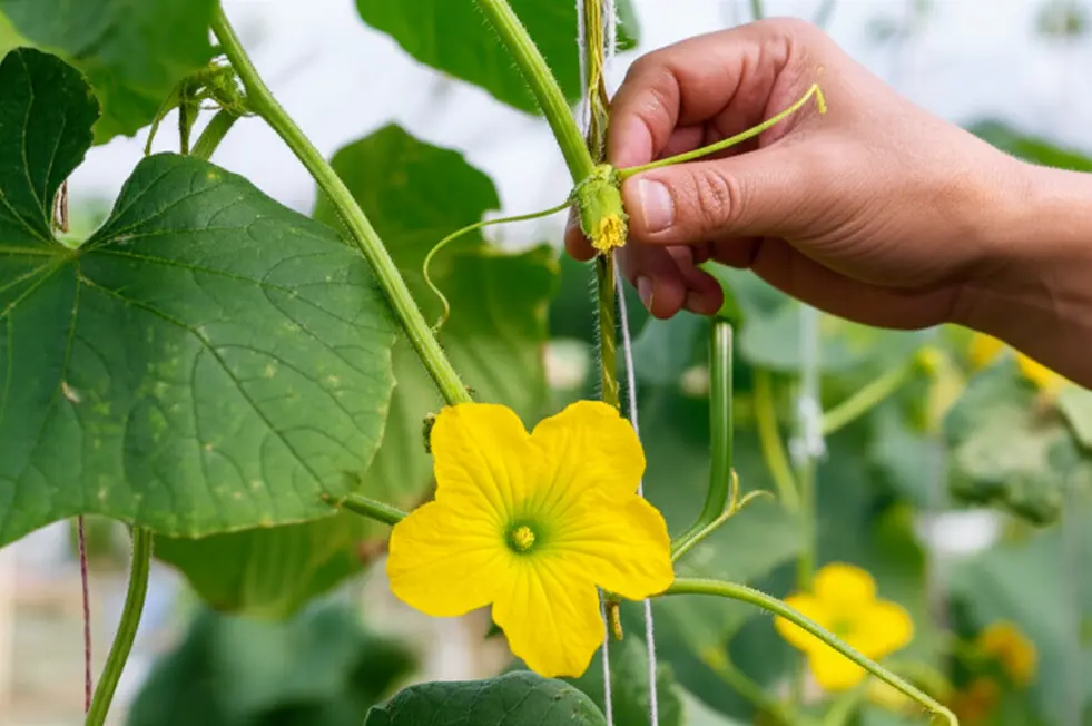 Hình ảnh bàn tay đang thụ phấn cho hoa dưa lưới trong nhà kính.
