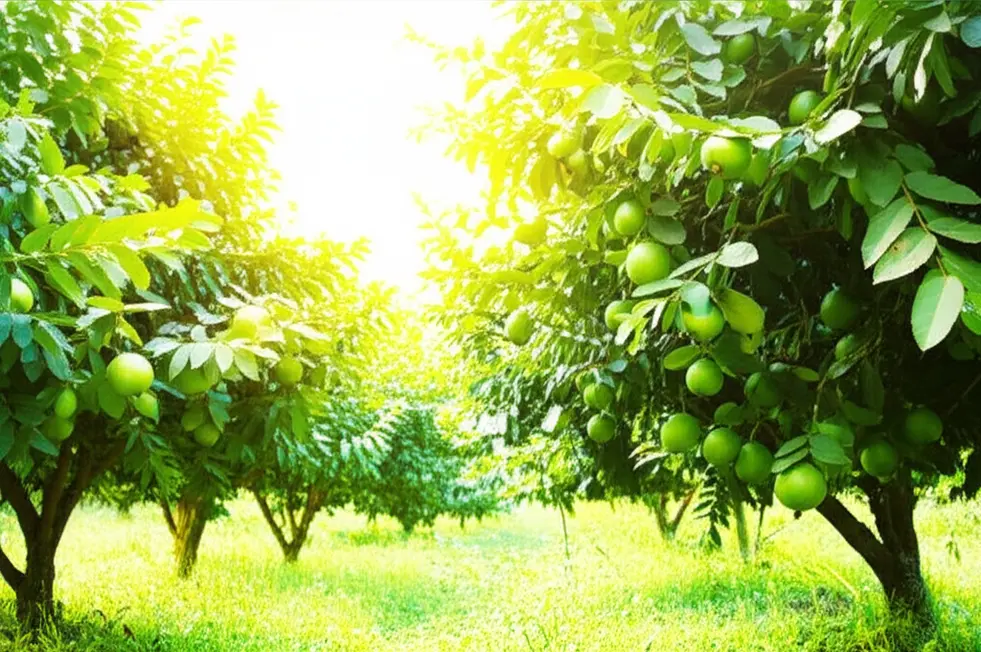 Vườn ổi trĩu quả nhờ kỹ thuật bón phân hiệu quả.