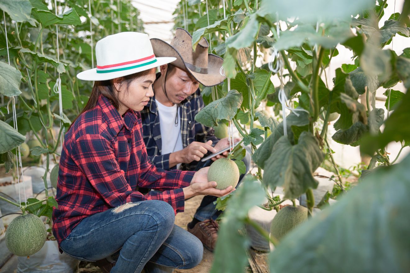 Chuyển Giao Kỹ Thuật Trồng Dưa Lưới