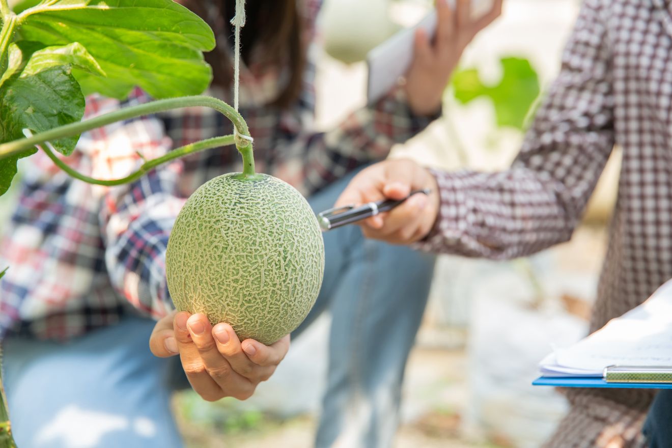 Tư Vấn Kỹ Thuật Trồng Dưa Lưới