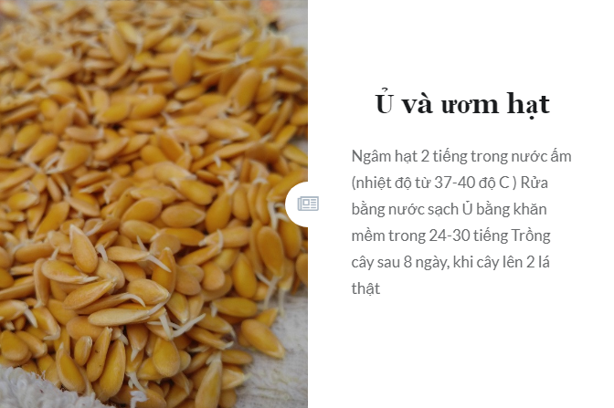 Trang chủ nông sinh khang nguyên