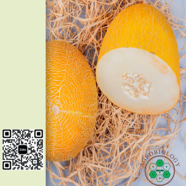 Hạt Giống Dưa Lưới Vỏ Vàng Hami