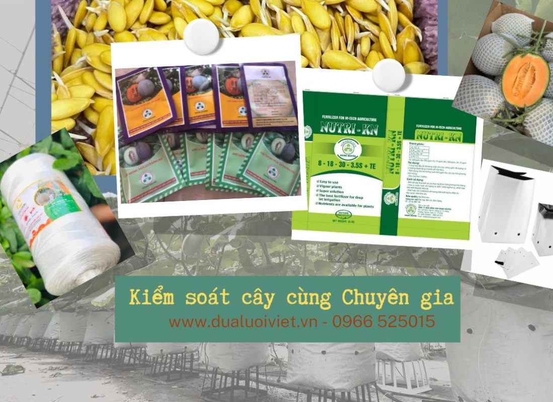 Trang chủ nông sinh khang nguyên