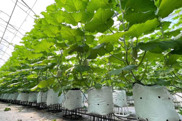 SẢN PHẨM NÔNG SINH KHANG NGUYÊN