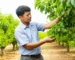 Hình ảnh người nông dân đang kiểm tra cẩn thận cành cây ăn trái với những quả non, một vài quả rụng dưới gốc, trong khung cảnh vườn cây xanh tốt.