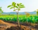 Hình ảnh tổng thể cánh đồng với cây chậm lớn khỏe mạnh giữa các loại cây trồng khác, biểu thị nông nghiệp bền vững và đa dạng sinh học.