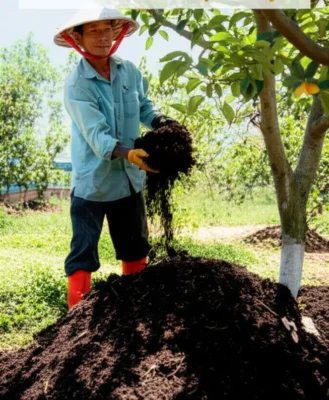 Bàn tay chai sần của một người nông dân đang chạm vào chiếc lá bị vàng trên cành cây ăn trái, thể hiện sự lo lắng.