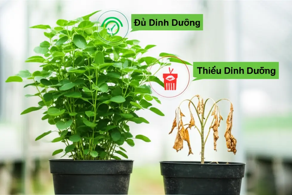 So sánh rõ rệt giữa cây trồng đủ dinh dưỡng và cây bị thiếu hụt, minh họa tầm quan trọng của việc cung cấp đủ chất.