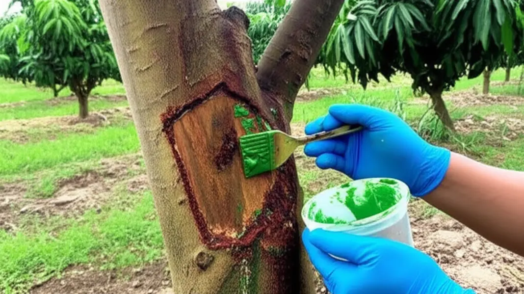 Dấu hiệu xì mủ điển hình trên thân cây sầu riêng.