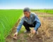 Hình ảnh bìa bài viết với cánh đồng cây trồng xanh tốt bên cạnh một vùng cây còi cọc, một người nông dân đang kiểm tra tình trạng cây và đất.