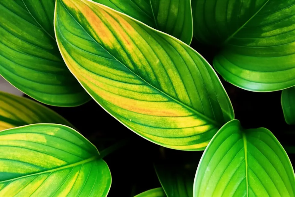 Những chiếc lá vàng là dấu hiệu đầu tiên cho thấy cây trồng đang gặp vấn đề về sức khỏe.