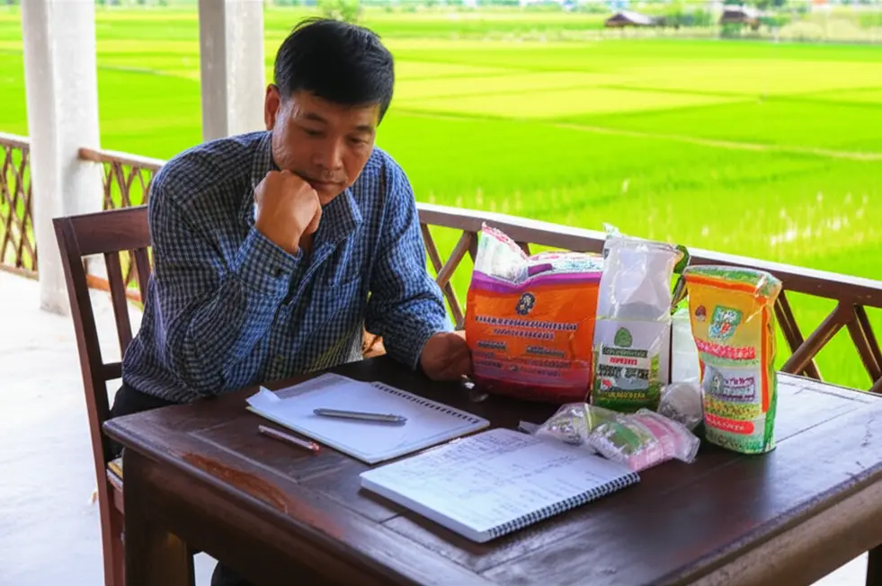 Lá ngô chuyển sang màu tím là một trong những dấu hiệu rõ ràng nhất của việc cây thiếu lân.