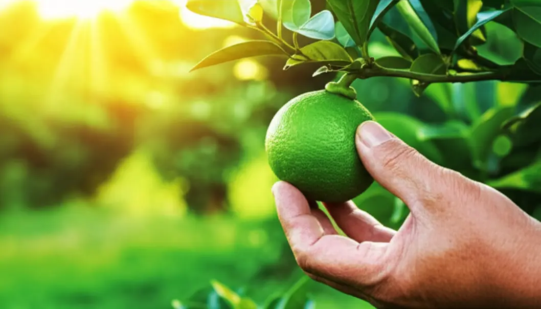 Bàn tay người nông dân đang nâng niu một trái bưởi non xanh mướt trên cành cây trong ánh nắng sớm.