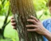 Bàn tay dày dạn kinh nghiệm của một nông dân Việt Nam đang chạm vào vết nứt trên thân cây ăn quả. Ánh nắng sớm chiếu qua tán lá, làm nổi bật lên sự lo lắng nhưng kiên định trên gương mặt người nông dân.