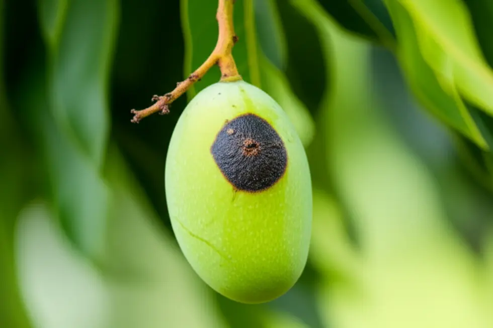 Nấm thán thư là một trong những nguyên nhân chính gây thối và rụng trái non.