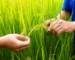Hình ảnh một người nông dân Việt Nam đang kiểm tra lá cây bị nấm bệnh trong một cánh đồng xanh tốt vào buổi sáng.