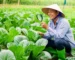 Một người nông dân Việt Nam vui tính đang dùng kính lúp để kiểm tra một chiếc lá bị héo nhẹ trong khu vườn xanh tốt của mình.