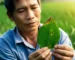 Cận cảnh bàn tay của người nông dân đang nâng một chiếc lá xanh có vài đốm nâu, thể hiện sự quan tâm và kiểm tra sâu bệnh trên cây trồng.