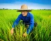 Hình ảnh người nông dân đội nón lá đang quỳ gối, cẩn thận kiểm tra những chiếc lá vàng trên một cánh đồng xanh mướt, thể hiện sự quan tâm đến sức khỏe cây trồng.