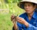Cận cảnh tay người nông dân cầm một cây non, để lộ bộ rễ có cả phần khỏe mạnh màu trắng và phần bị thối đen, biểu thị tình trạng rễ cây bị hư.