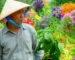 Hình ảnh bìa hài hước về nông dân Việt Nam đứng ngắm một cái cây không hoa với vẻ mặt bối rối, trong khi các cây khác xung quanh nở hoa rực rỡ, thể hiện chủ đề cây không ra hoa.