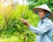 Một nông dân Việt Nam đang lo lắng xem xét một cành cây bị khô trong vườn cây ăn trái xanh tươi của mình.