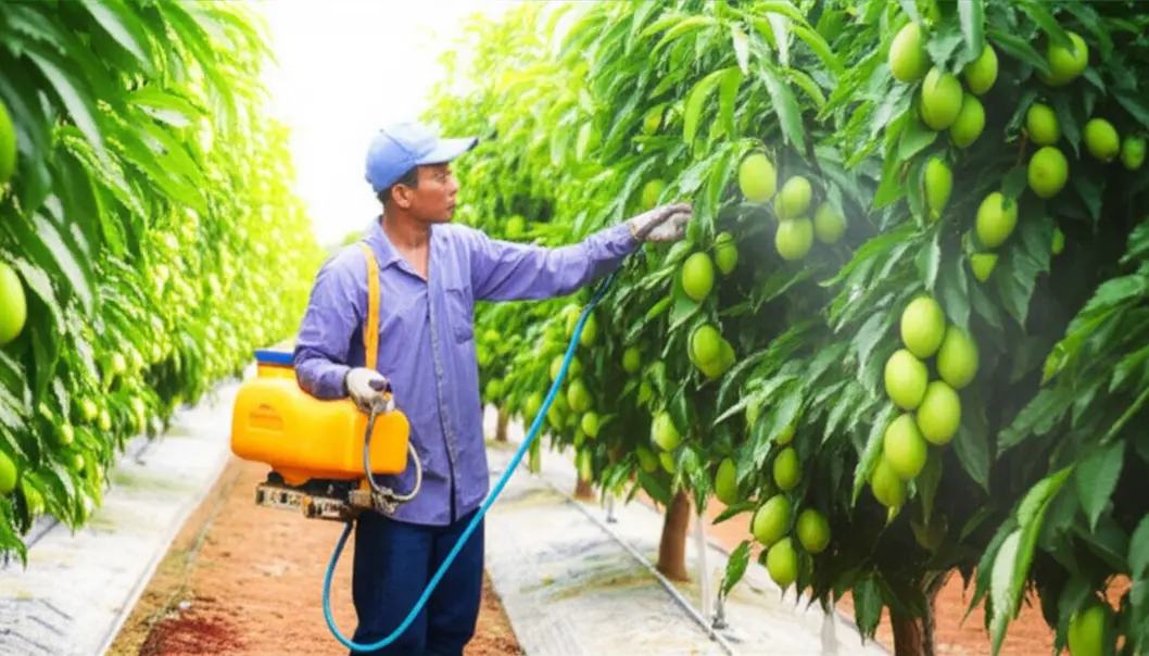 Bốn nhóm nguyên nhân chính dẫn đến tình trạng quả bị méo mó, biến dạng.
