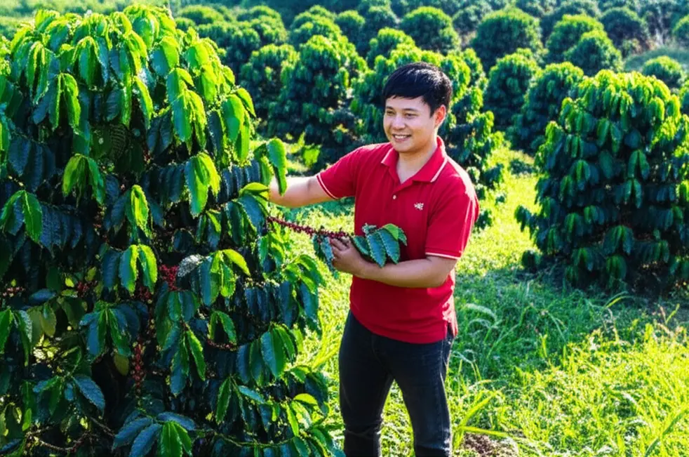 Sự khác biệt rõ rệt giữa một cây cà phê còi cọc, vàng lá và một cây phát triển khỏe mạnh.