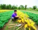 Một nông dân đang quan sát kỹ lưỡng những chiếc lá vàng trên cây trong một cánh đồng rộng lớn, thể hiện sự lo lắng và chăm sóc.
