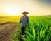 Nông dân Việt Nam đứng giữa cánh đồng, một bên là cây còi cọc và một bên là cây phát triển xanh tốt, thể hiện sự thành công sau khi khắc phục tình trạng cây trồng chậm lớn.
