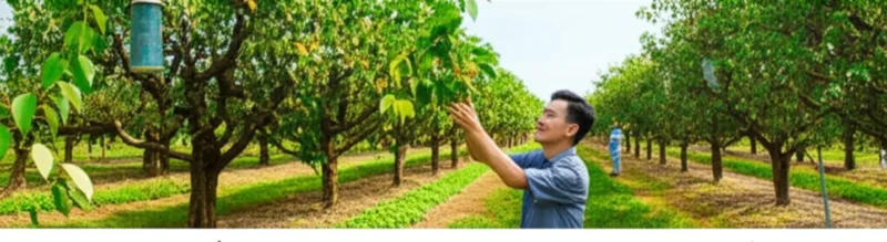 Bàn tay của một nông dân đang chỉ vào các dấu hiệu bệnh trên một cành cây bị khô trong vườn.