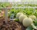 cách làm đất trồng dưa lưới thumbnail
