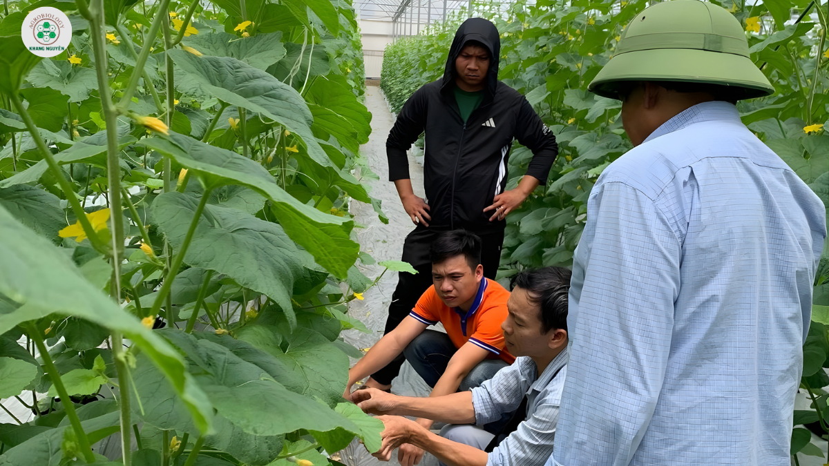 Kỹ sư và nông dân đang thăm khám vườn dưa lưới