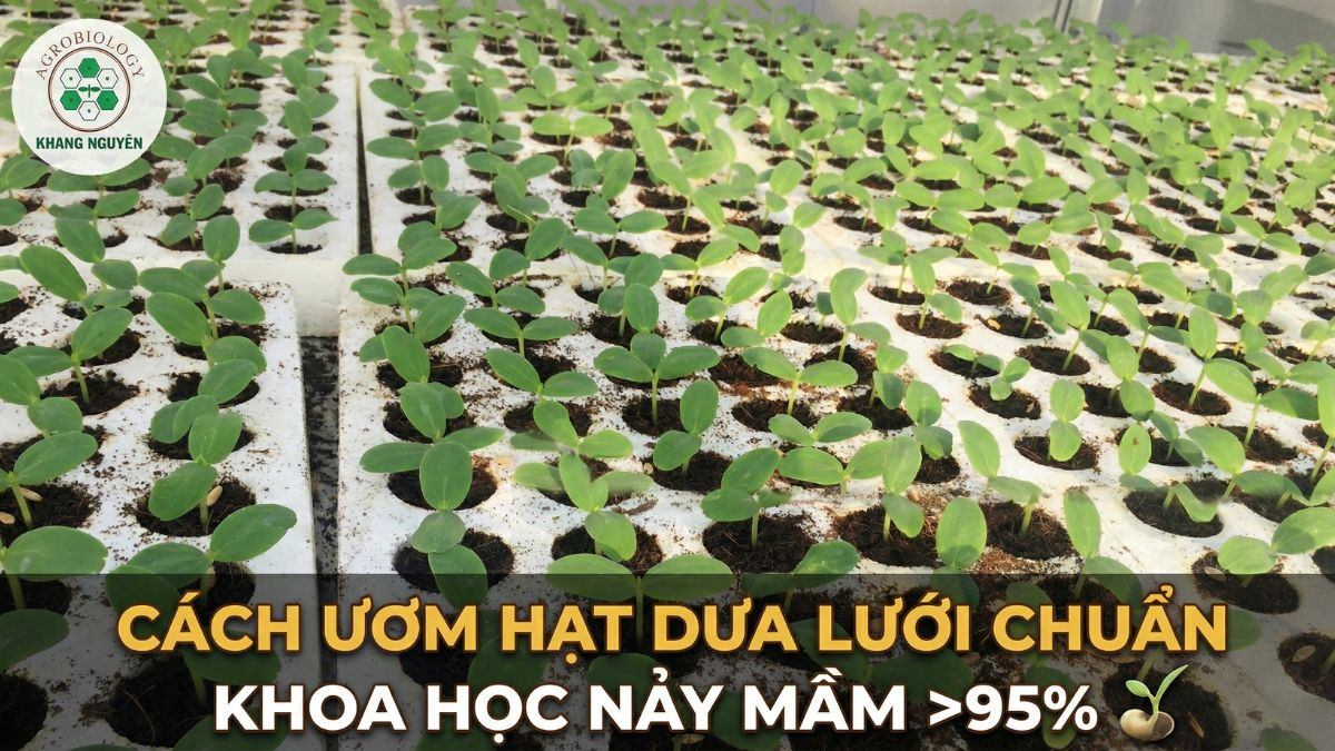 Thumbnail Cách ươm hạt dưa lưới